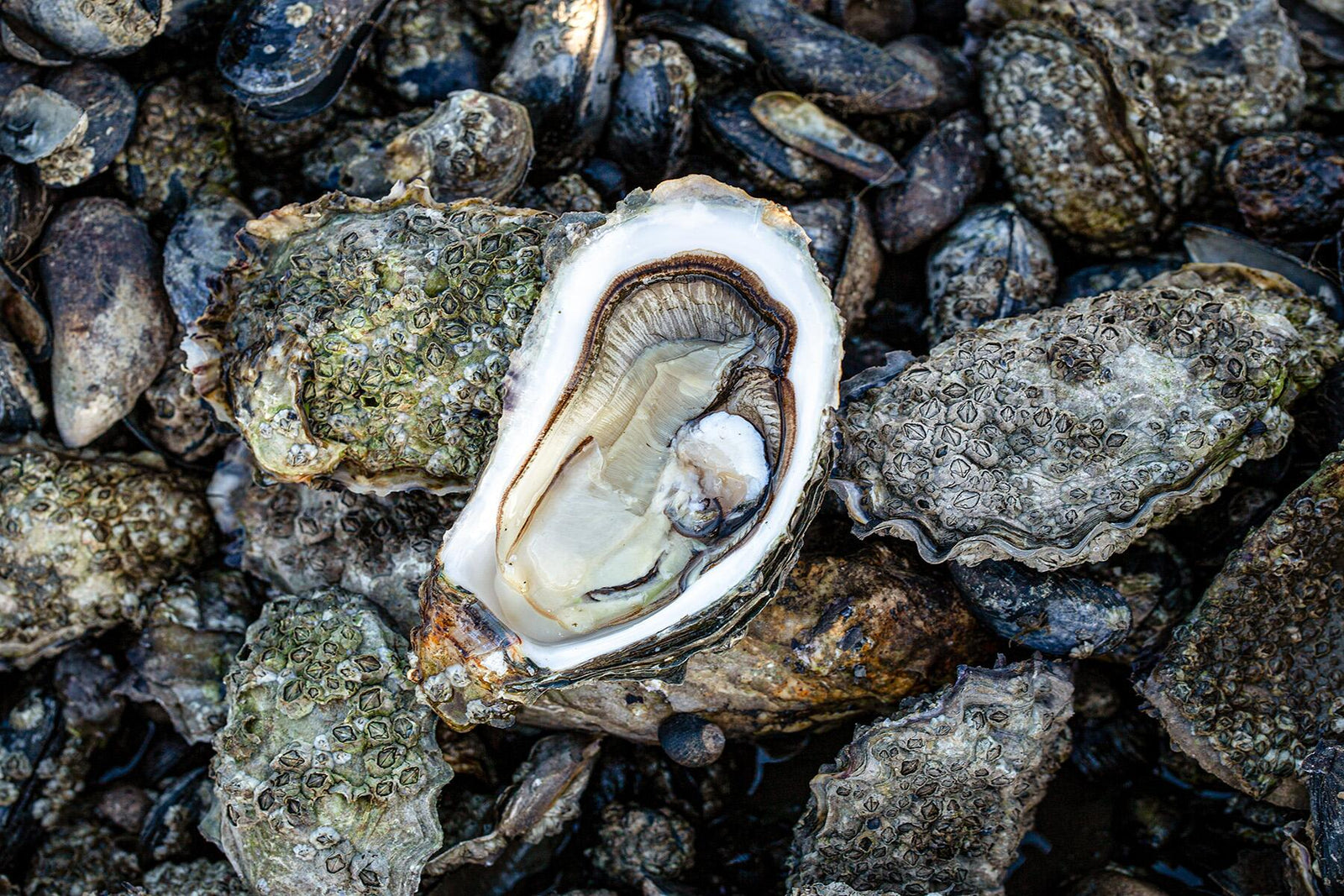 Oysters: Nature’s Tiny Eco-Warriors