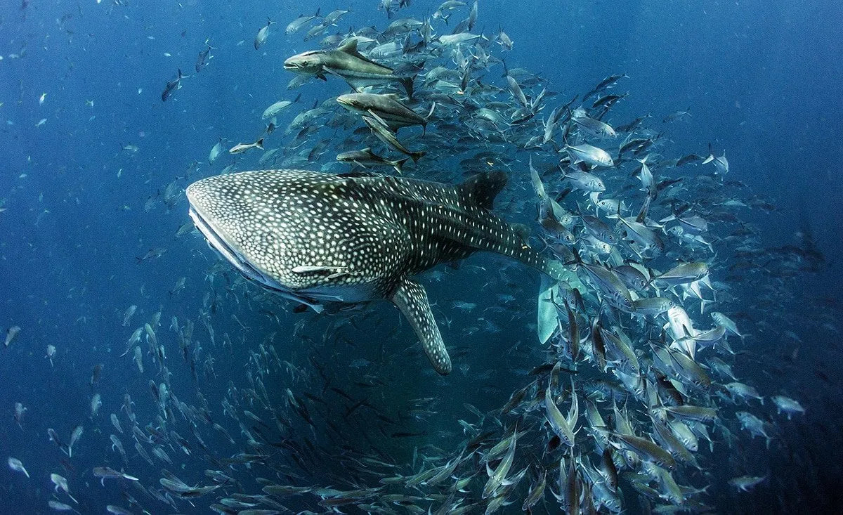 A Brief History of Ocean Conservation: Where We’ve Been and Where We’re Going